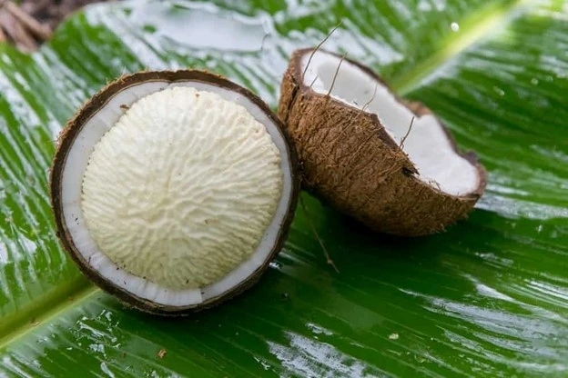 Mộng dừa có ăn được không? Có tốt cho sức khỏe không?
